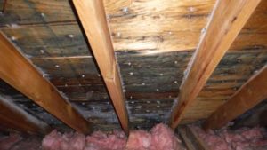image of attic insulation that is stained